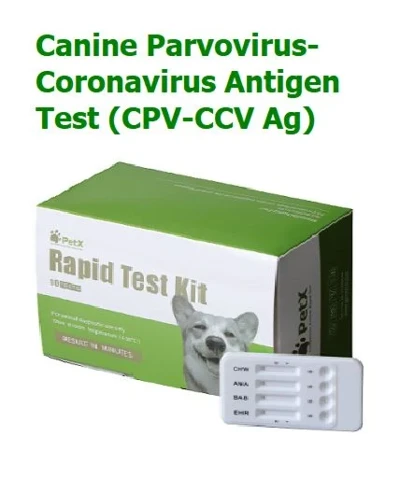 Koiran parvoviruksen koronaviruksen antigeenitesti